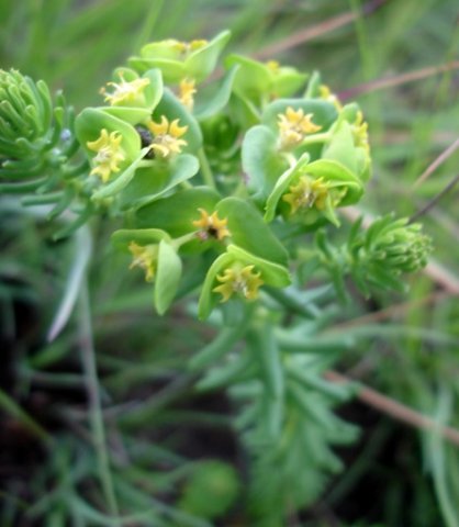 Euphorbia natalensis cyathia